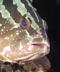 This photo of a Nassau Grouper and his little friend the ... by Steven Anderson 